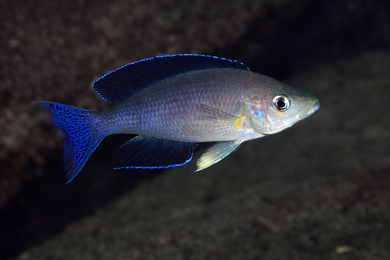 Cyprichromis sp. 'leptosoma jumbo' Samazi